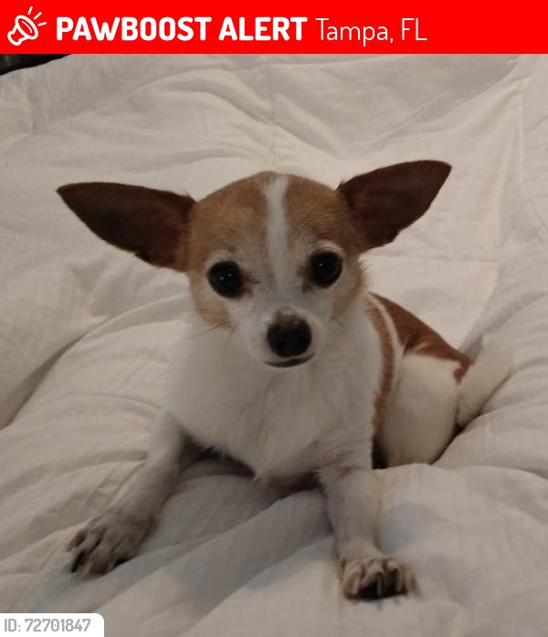 Lost Female Dog last seen Corkwood Dr. Westwood Lakes , Tampa, FL 33626