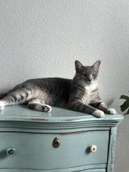 Lost Male Cat last seen Near Bella rose dr, Belton, TX 76513