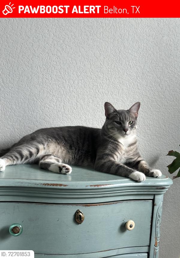 Lost Male Cat last seen Near Bella rose dr, Belton, TX 76513