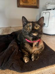 Lost Female Cat last seen Ethel And Maureen , Obetz, OH 43207