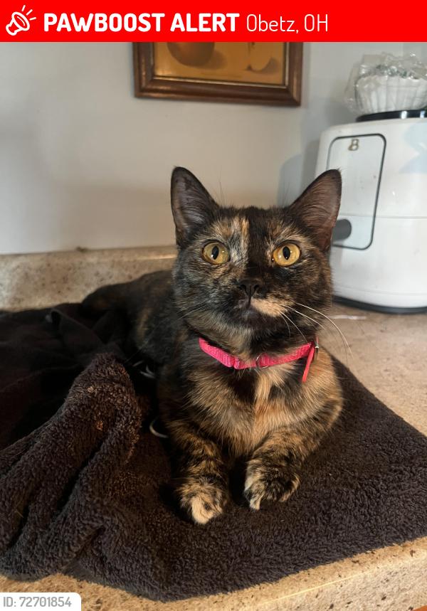 Lost Female Cat last seen Ethel And Maureen , Obetz, OH 43207