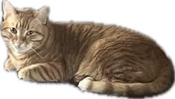 Lost Male Cat last seen Navy blvd, Panama City Beach, FL 32408