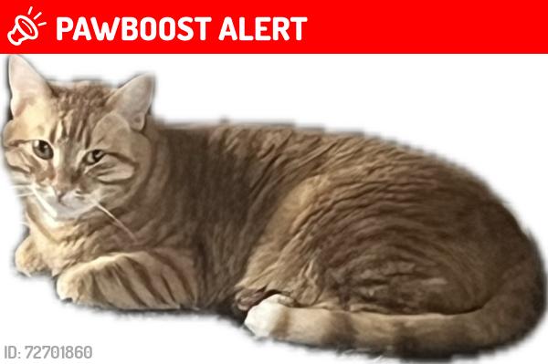 Lost Male Cat last seen Navy blvd, Panama City Beach, FL 32408