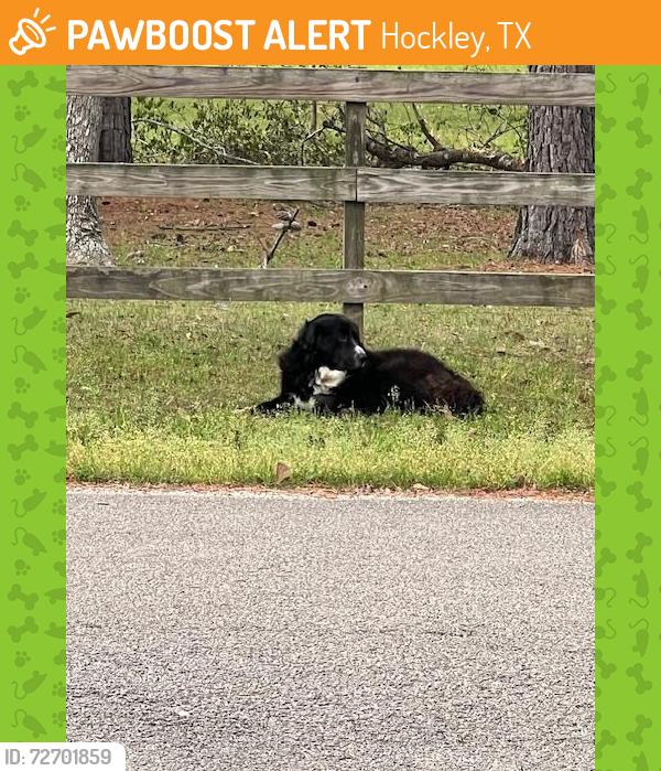 Found/Stray Male Dog last seen Oak Hollow neighborhood on Amanda Lane, Hockley, TX 77447