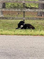 Found/Stray Male Dog last seen Oak Hollow neighborhood on Amanda Lane, Hockley, TX 77447