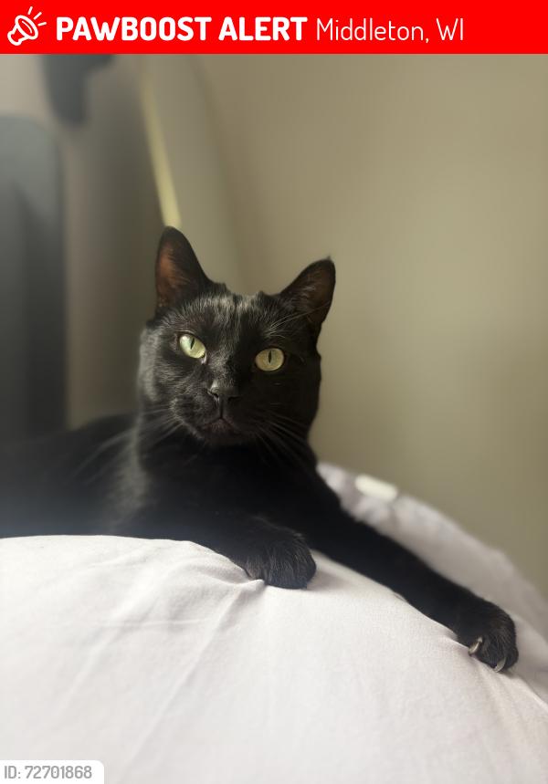 Lost Male Cat last seen Middleton, Middleton, WI 53562