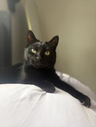 Lost Male Cat last seen Middleton, Middleton, WI 53562