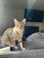 Lost Female Cat last seen Skye Drive , South Jordan, UT 84009