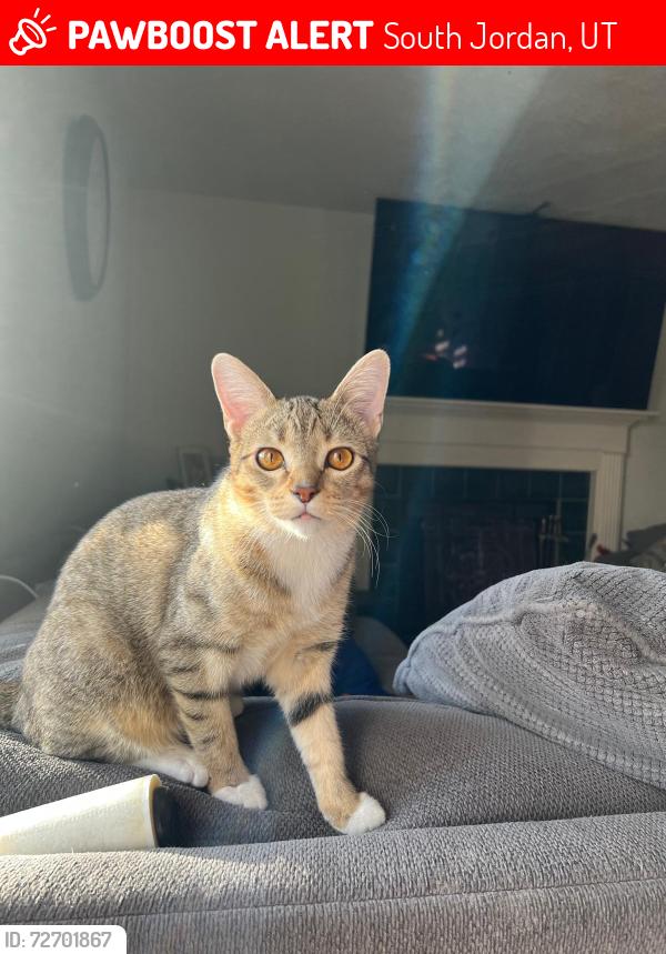 Lost Female Cat last seen Skye Drive , South Jordan, UT 84009