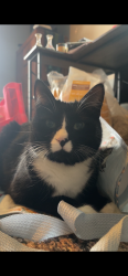 Lost Male Cat last seen Sanford Fire department , Sanford, ME 04073