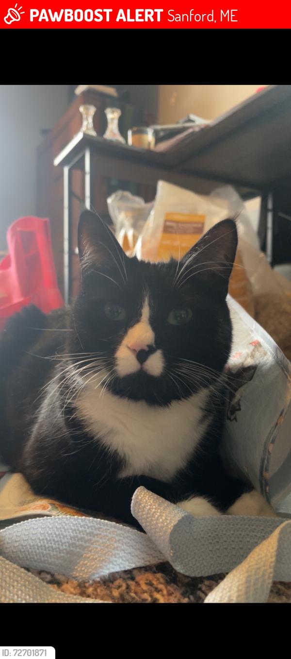 Lost Male Cat last seen Sanford Fire department , Sanford, ME 04073