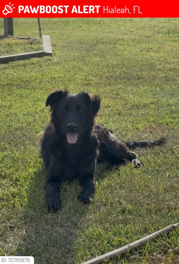 Lost Male Dog last seen By Hialeah casino , Hialeah, FL 33010