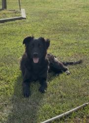 Lost Male Dog last seen By Hialeah casino , Hialeah, FL 33010