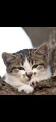Lost Male Cat last seen Hatch Park, Houston, TX 77094