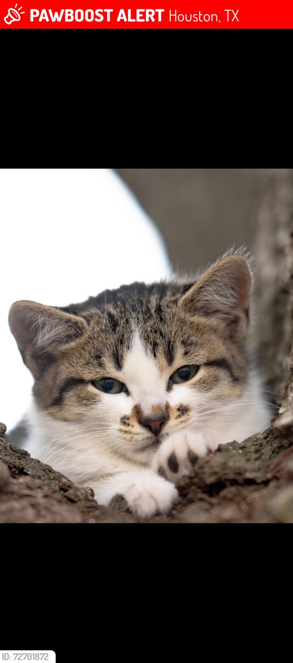 Lost Male Cat last seen Hatch Park, Houston, TX 77094