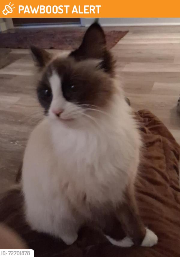 Found/Stray Female Cat last seen Penn Hills, Penn Hills Township, PA 15235