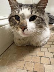 Found/Stray Unknown Cat last seen Wissahickon Avenue and school hse lane, Philadelphia, PA 19144