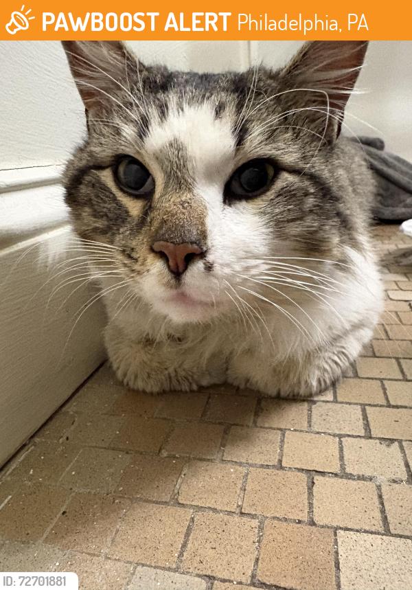Found/Stray Unknown Cat last seen Wissahickon Avenue and school hse lane, Philadelphia, PA 19144
