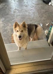 Found/Stray Unknown Dog last seen Oscar Rivette Road, Arnaudville, LA 70512