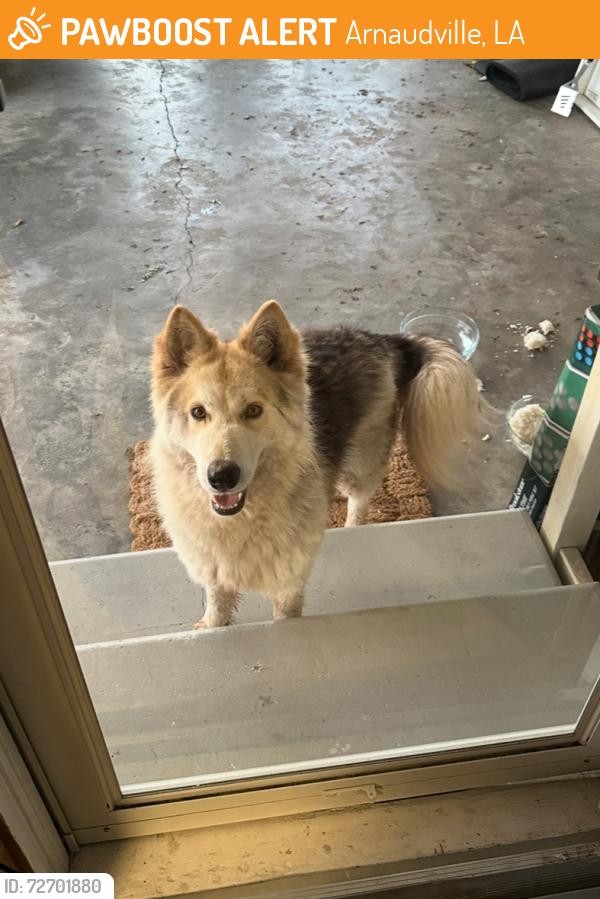 Found/Stray Unknown Dog last seen Oscar Rivette Road, Arnaudville, LA 70512