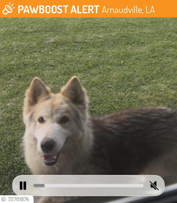 Found/Stray Unknown Dog last seen Little Big Cup, Arnaudville, LA 70512