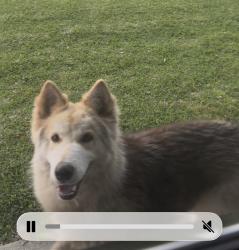 Found/Stray Unknown Dog last seen Little Big Cup, Arnaudville, LA 70512
