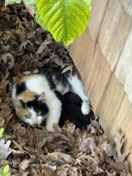 Lost Female Cat last seen Country club road, Winston-Salem, NC 27104