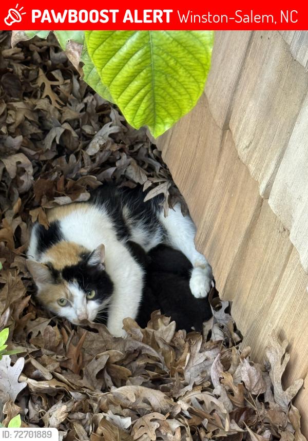 Lost Female Cat last seen Country club road, Winston-Salem, NC 27104