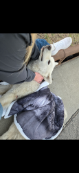 Found/Stray Male Dog last seen Between 31st and 21st by St Thomas Moore Churchc on 129th, Tulsa, OK 74134