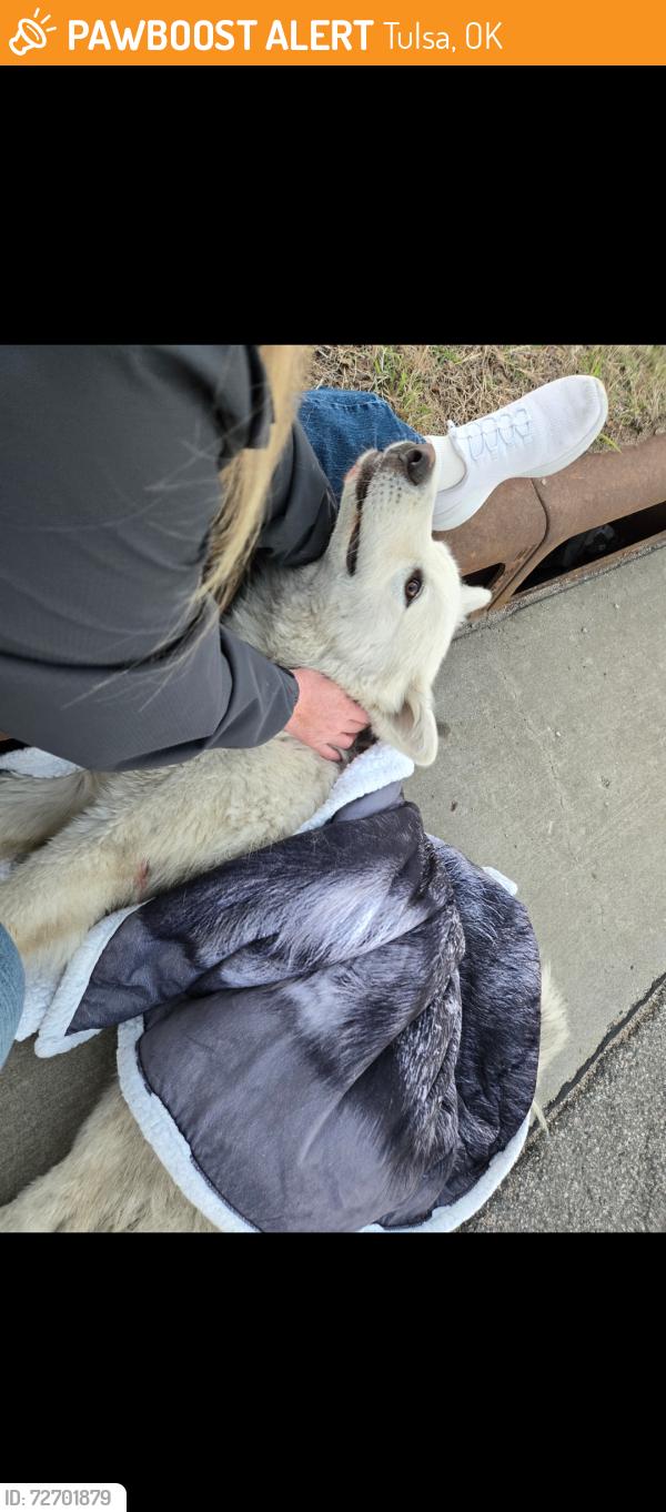 Found/Stray Male Dog last seen Between 31st and 21st by St Thomas Moore Churchc on 129th, Tulsa, OK 74134