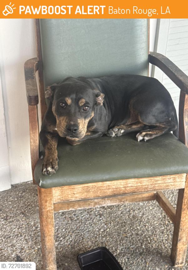 Found/Stray Female Dog last seen Government and north blvd , Baton Rouge, LA 70806
