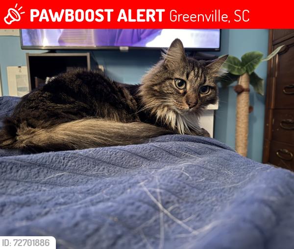 Lost Male Cat last seen Glenlea Subdivision , Greenville, SC 29617