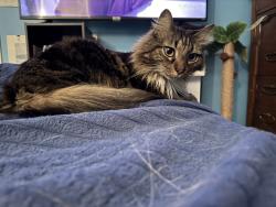 Lost Male Cat last seen Glenlea Subdivision , Greenville, SC 29617