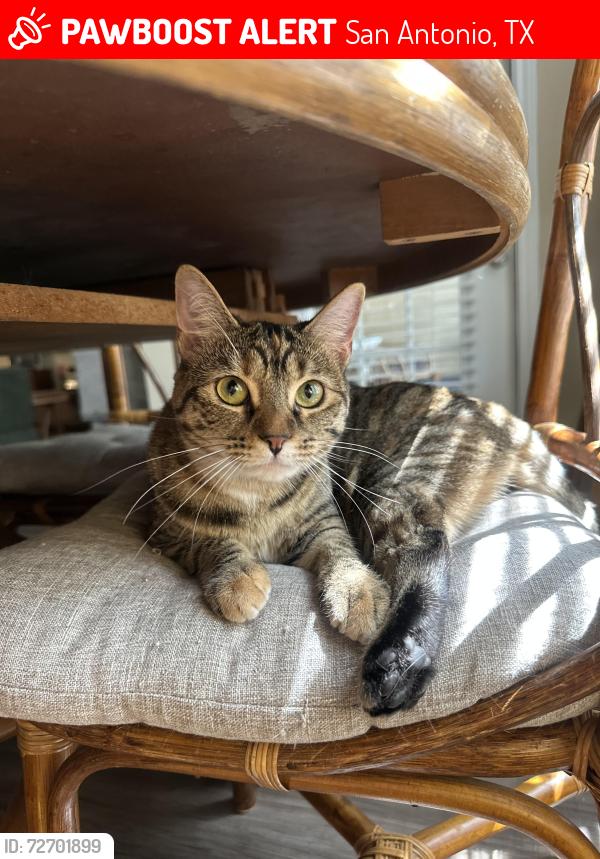 Lost Female Cat last seen The Lodge at Shavano Park apmt complex , San Antonio, TX 78230
