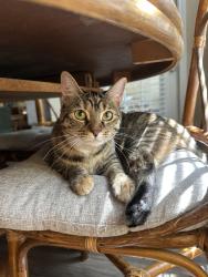 Lost Female Cat last seen The Lodge at Shavano Park apmt complex , San Antonio, TX 78230