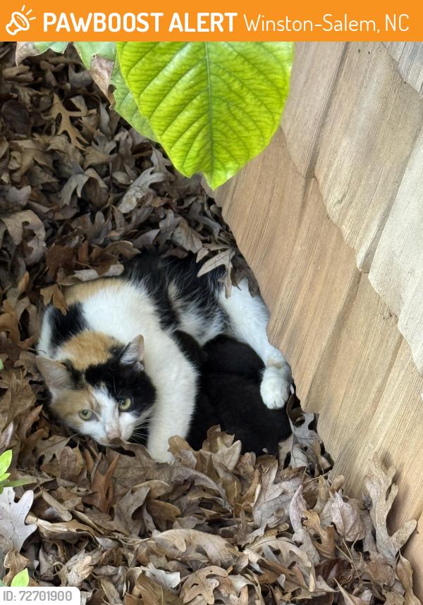 Found/Stray Female Cat last seen Country collaborated Winston-Salem, Winston-Salem, NC 27104