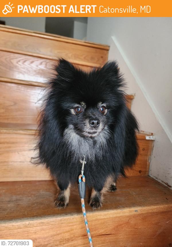 Found/Stray Male Dog last seen Baltimore National Pike, Catonsville, MD 21228