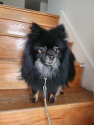 Found/Stray Male Dog last seen Baltimore National Pike, Catonsville, MD 21228