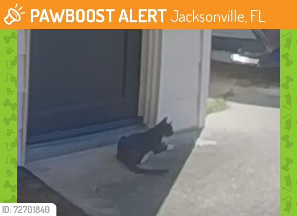 Found/Stray Unknown Cat last seen Cesery Blvd, Jacksonville, FL 32211