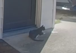 Found/Stray Unknown Cat last seen Cesery Blvd, Jacksonville, FL 32211