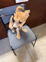 Found/Stray Male Dog last seen Mulberry, Cocoa, FL 32922