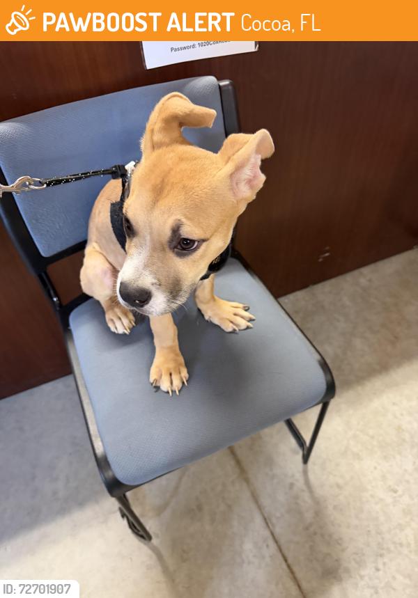 Found/Stray Male Dog last seen Mulberry, Cocoa, FL 32922