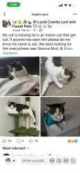 Lost Male Cat last seen Bargello and Foremost, Port St. Lucie, FL 34953