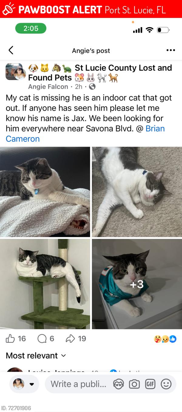 Lost Male Cat last seen Bargello and Foremost, Port St. Lucie, FL 34953