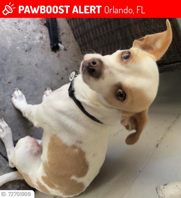 Lost Male Dog last seen Bonneville, Orlando, FL 32826