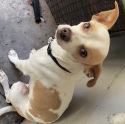 Lost Male Dog last seen Bonneville , Orlando, FL 32826