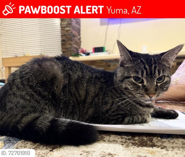 Lost Female Cat last seen 22nd Pl , Yuma, AZ 85364