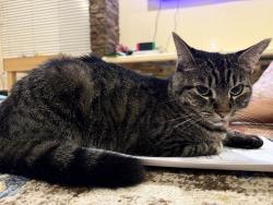 Lost Female Cat last seen 22nd Pl , Yuma, AZ 85364