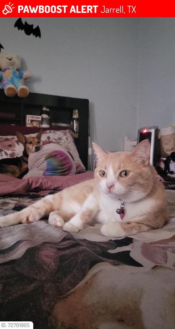 Lost Female Cat last seen Commander Abbott Dr & Marty Allen Lp, Jarrell, TX 76537