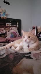 Lost Female Cat last seen Commander Abbott Dr & Marty Allen Lp, Jarrell, TX 76537